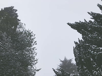 photograph of trees thumbnail