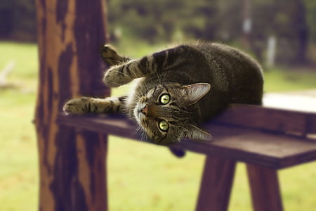 wood, animal, pet, cute thumbnail