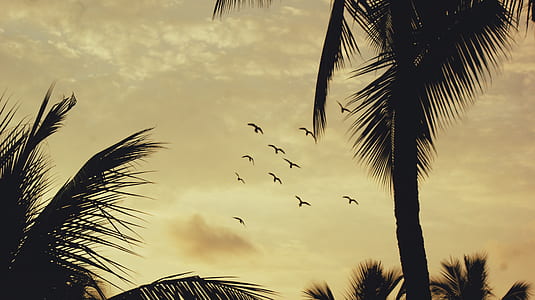 silhouette of flock of birds flying thumbnail