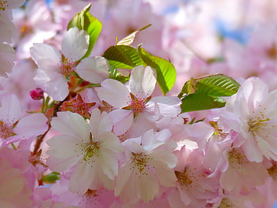 macro photography of pink petal flowers thumbnail
