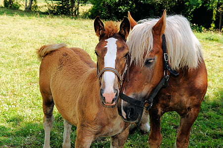 two brown horses near plant thumbnail