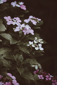 pink and white hydrangeas in bloom close up photography thumbnail