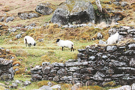 three white sheep on grass field thumbnail