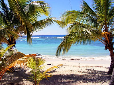 coconut trees on seashore under blue sky thumbnail