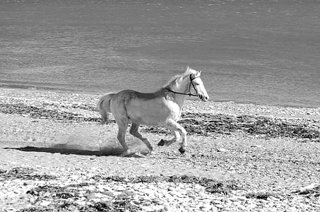 greyscale photo of white running horse near body of water thumbnail