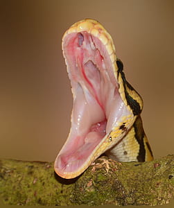 macro photography of yellow and black snake thumbnail