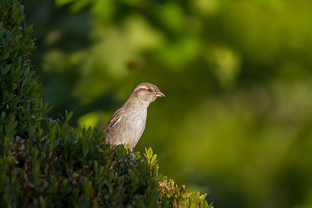 focus photography of gray bird on green plant thumbnail