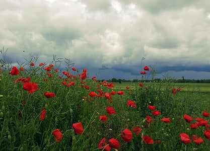 bed of red flowers thumbnail