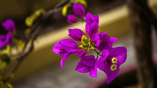 purple bougainvillea flower in closeup photo thumbnail