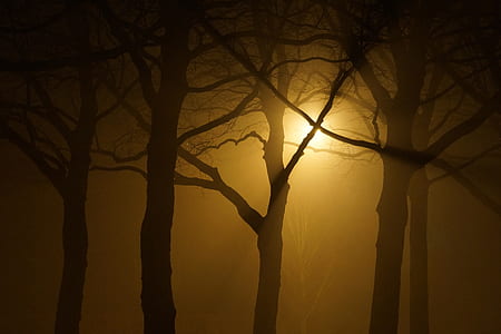 silhouette of trees against yellow light thumbnail
