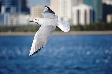 white seagull soaring at sky thumbnail