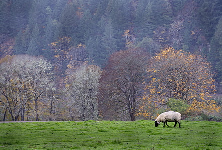 white sheep on green field thumbnail