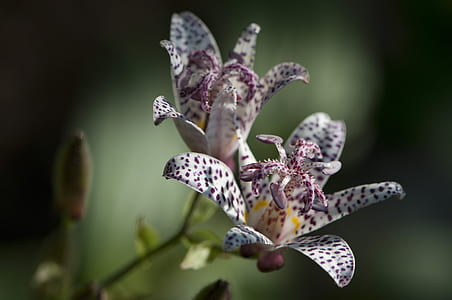 shallow focus photography of white and purple flower thumbnail