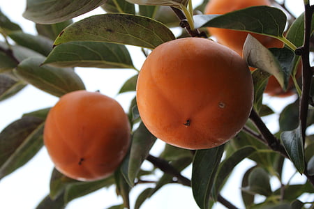 round orange fruits and green leaves thumbnail