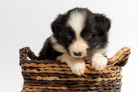 black and white border collier puppy on brown wicker basket thumbnail