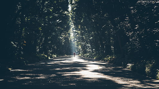 person standing in middle of asphalt road surrounded by trees thumbnail