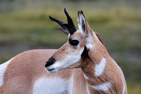 close-up photo of brown and white deer thumbnail