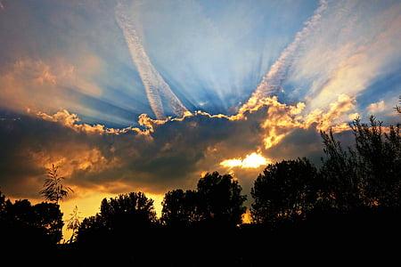 tree silhouette during sunset thumbnail