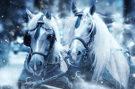 two white and brown horses in snow thumbnail