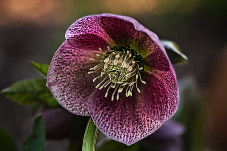 purple and green petaled flower during daytime close-up photographyt thumbnail