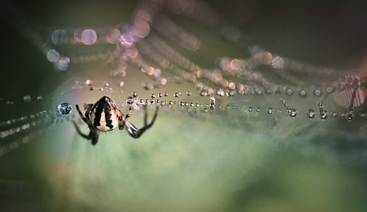 spider on web thumbnail