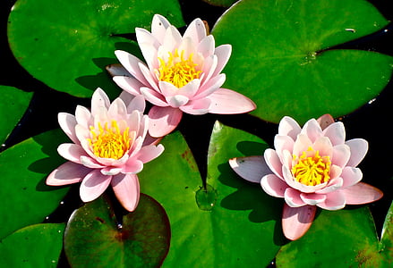 three pink waterlilies thumbnail