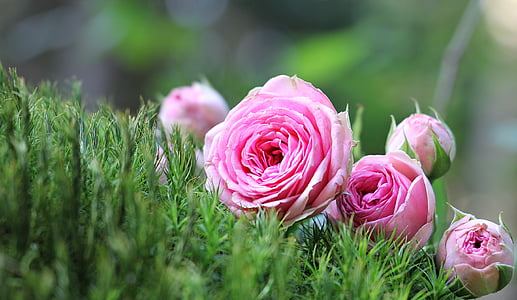 shallow depth of field of pink petaled flowers thumbnail