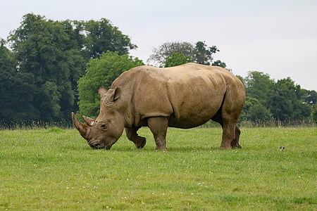 brown rhinoceros on green lawn thumbnail