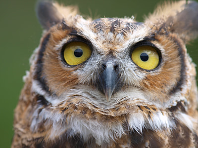 eurasian eagle owl thumbnail