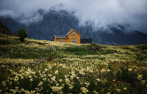 photography white flower field thumbnail
