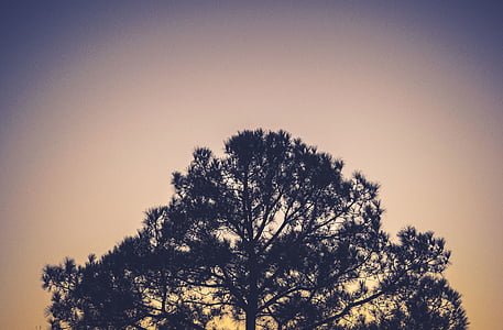 tree against beige sky thumbnail