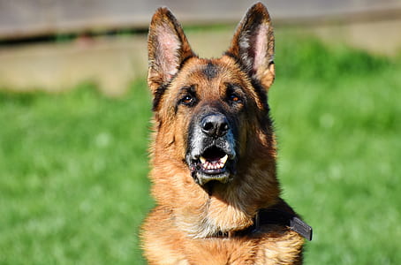 shallow focus photo of German Shepherd thumbnail