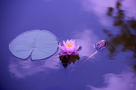 pink lotus flower on body of water thumbnail