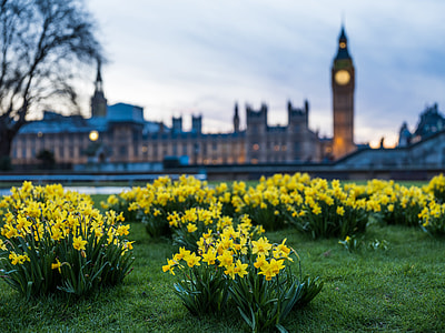 focus photography of yellow daffodil flower filed thumbnail