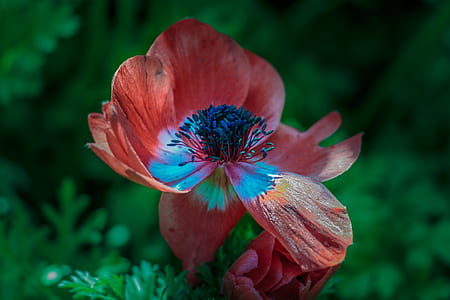 red pasqueflower in close up photography thumbnail