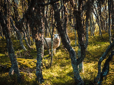 white sheep in the middle of forest thumbnail