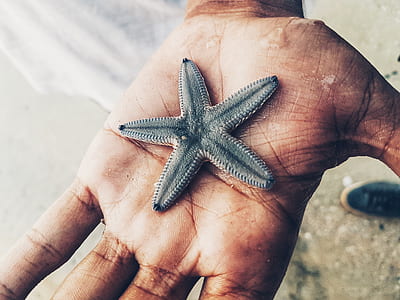person with gray starfish on palm thumbnail