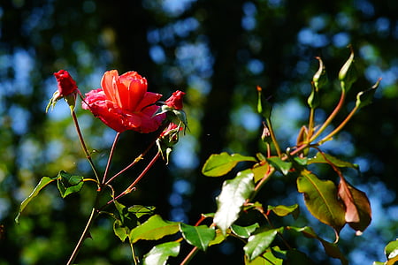 orange and red rose outdoor thumbnail