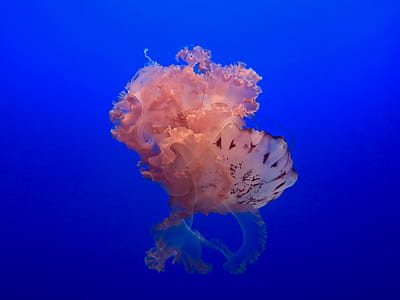 underwater photography of red sea flower thumbnail