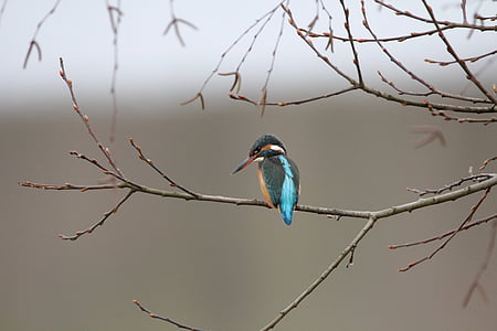 selective photography of medium-beaked black and blue bird thumbnail
