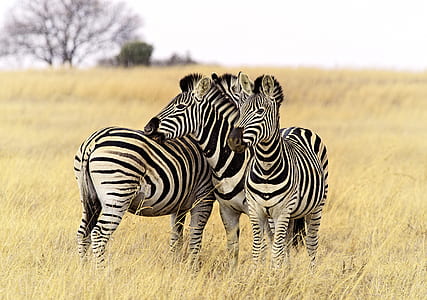 three zebras on green grass during daytime thumbnail
