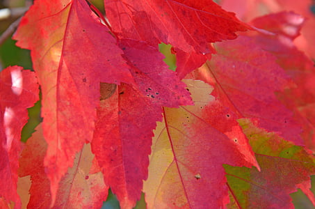 macro photography of red leaves thumbnail