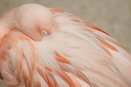 close up photo of pink flamingo thumbnail