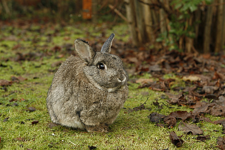 black rabbit on grass thumbnail