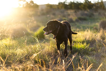 black dog on grass thumbnail