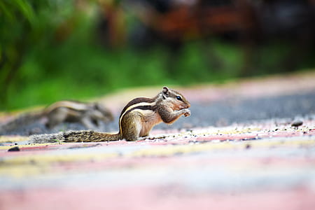 Close-up Photography of a Squirrel thumbnail