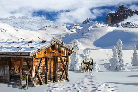 brown wooden barn house near two white horse at daytime thumbnail