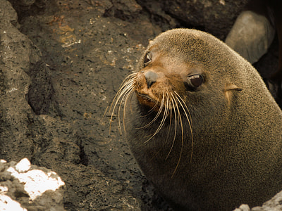 close-up photo of gray seal thumbnail