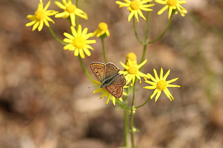 close-up photo of butterfly flying over yellow petaled flowers thumbnail