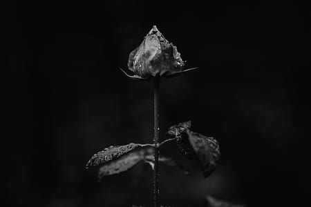 rose bud greyscale photo thumbnail